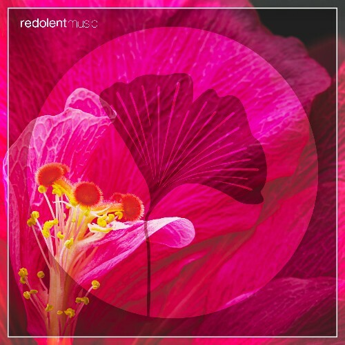  Novalima - La Danza Remixes (2025) 
