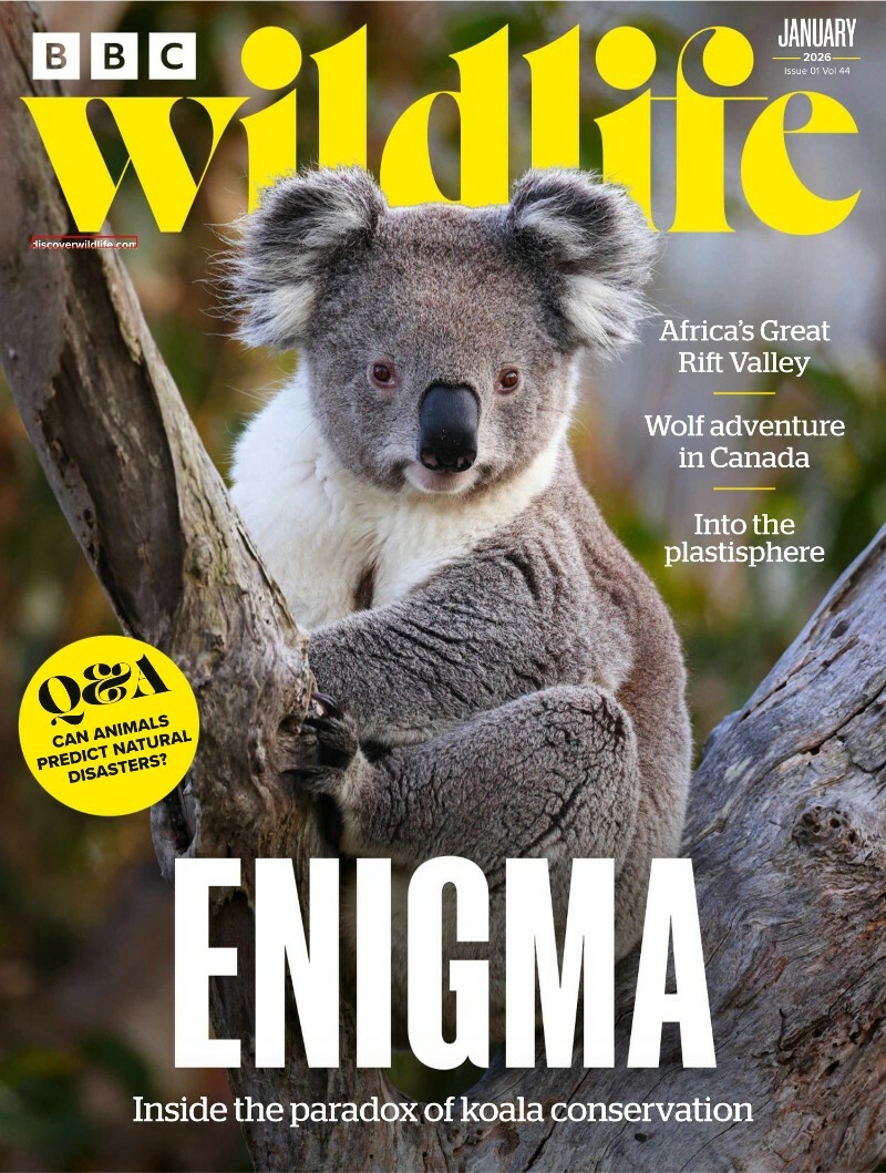 BBC Wildlife Magazine Vol 44 Issue 1301 January (2026) BBC Wildlife Magazine Vol 44 Issue 1301 January (2026)