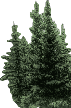 A transparent image of a copse of green pine trees.