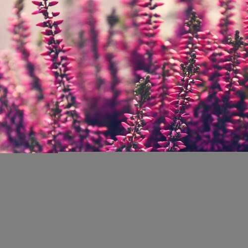 Daniel Testas - Flowering Heather (2025) 