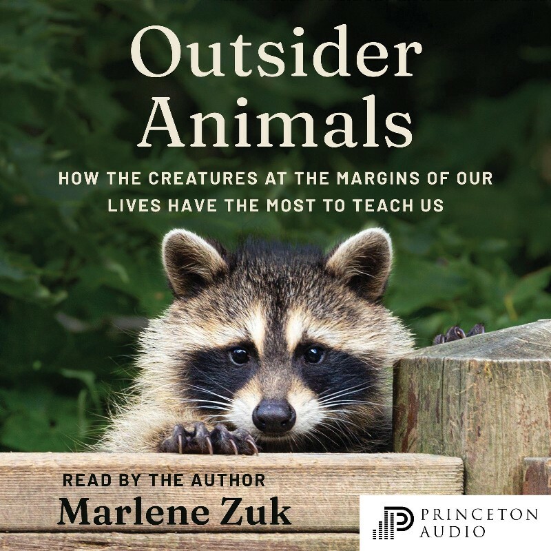 Outsider Animals (Zuk, Marlene)