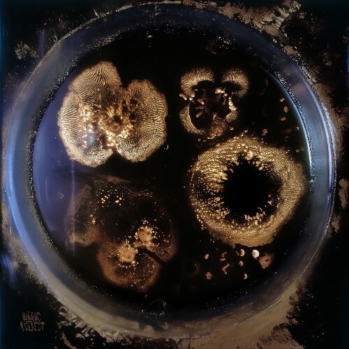  Teqmun - A Man and His Toad (2026) 