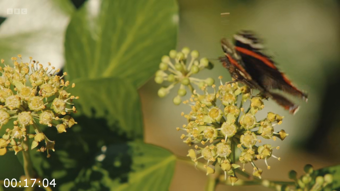 [Image: ME19216G_o.png]