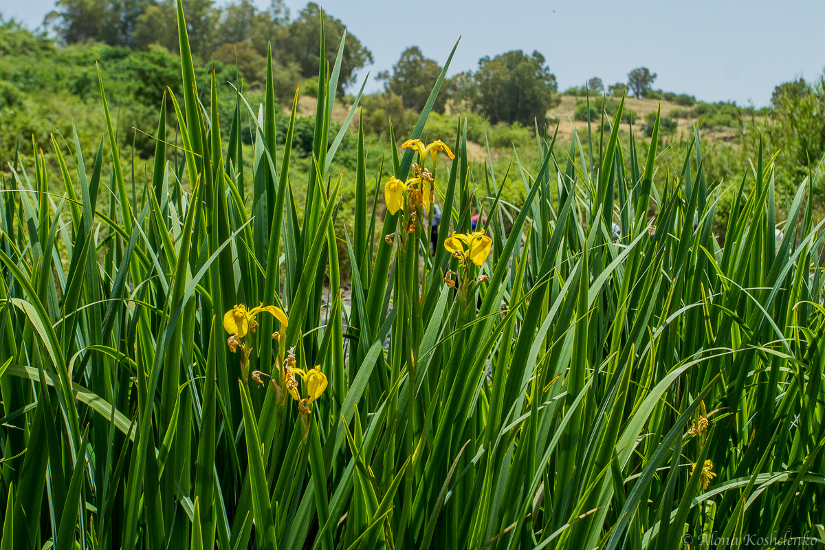 Ирис ложноаирный - Iris pseudacorus - אירוס ענף