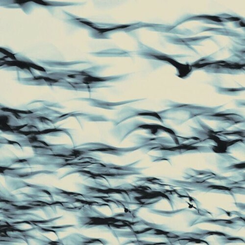  Bellbird - The Call (2026) 