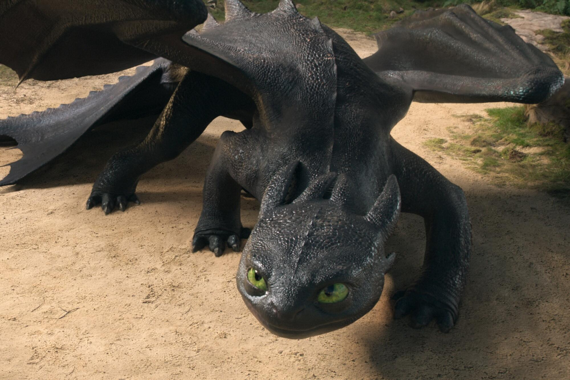 A shot of the live-action Toothless from above.