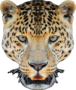 ME129HGO_o.png