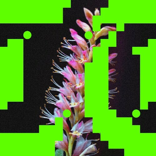  Budakid, Rromarin - Better O'be New (2025) 