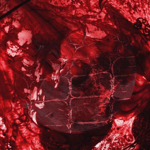 Reptilcellar — Cobra (2026)