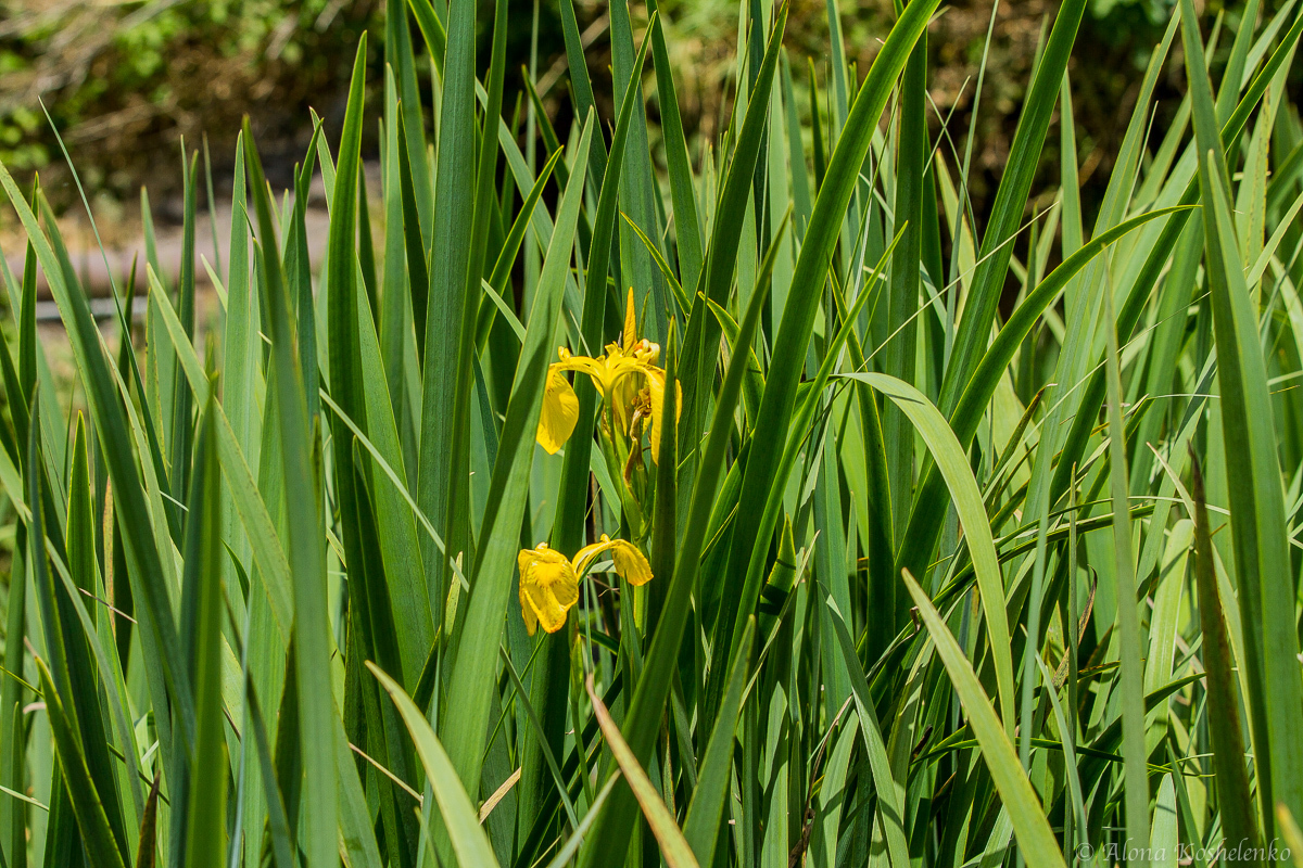 Ирис ложноаирный - Iris pseudacorus - אירוס ענף