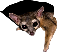 The ring-tailed cat's paw.