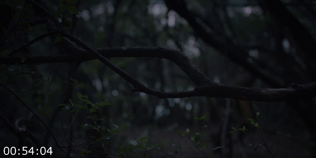 [Kép: ME19YNG8_o.png]