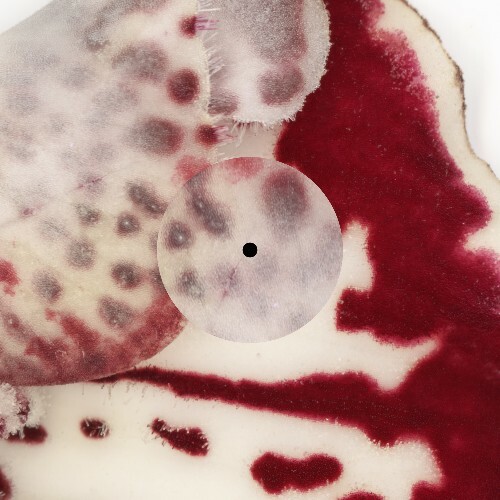  Fiona Zanetti - Red Light Therapy (2026) 