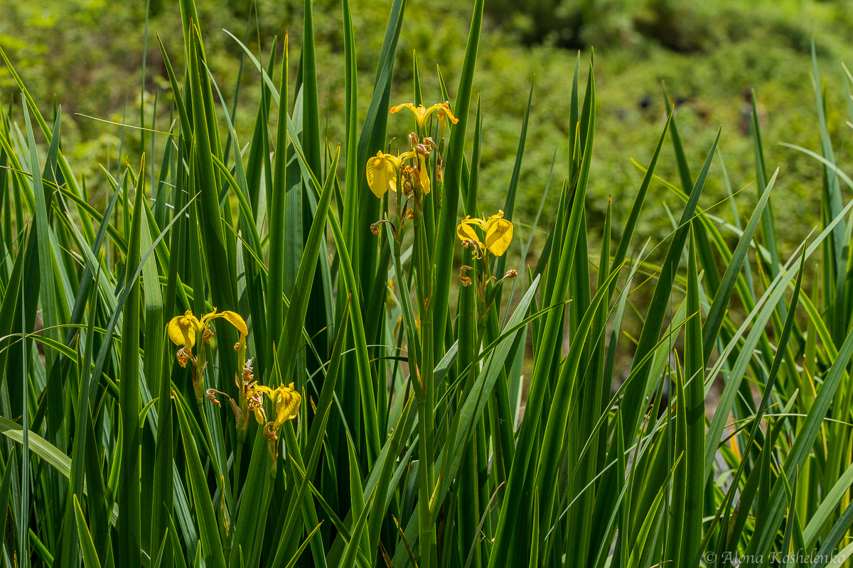 Ирис ложноаирный - Iris pseudacorus - אירוס ענף