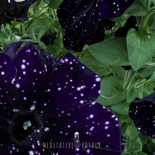  Meditative - Voyage (2025) 