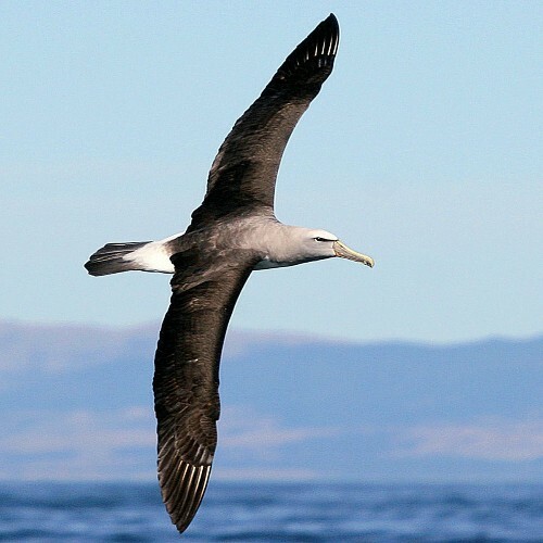  Jarod - Albatros (2025) 