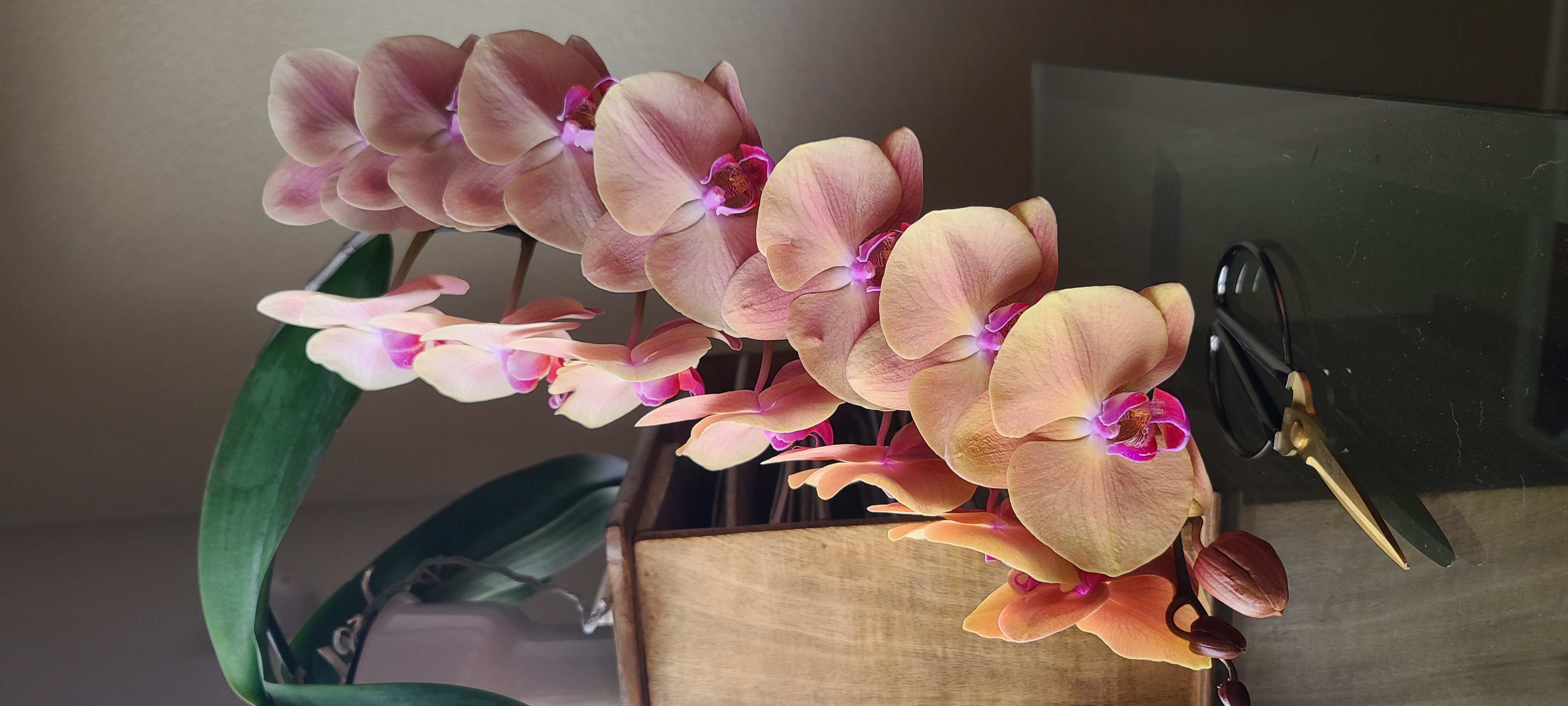 How do Orchid growers grow their flower stem so long like this? r/orchids