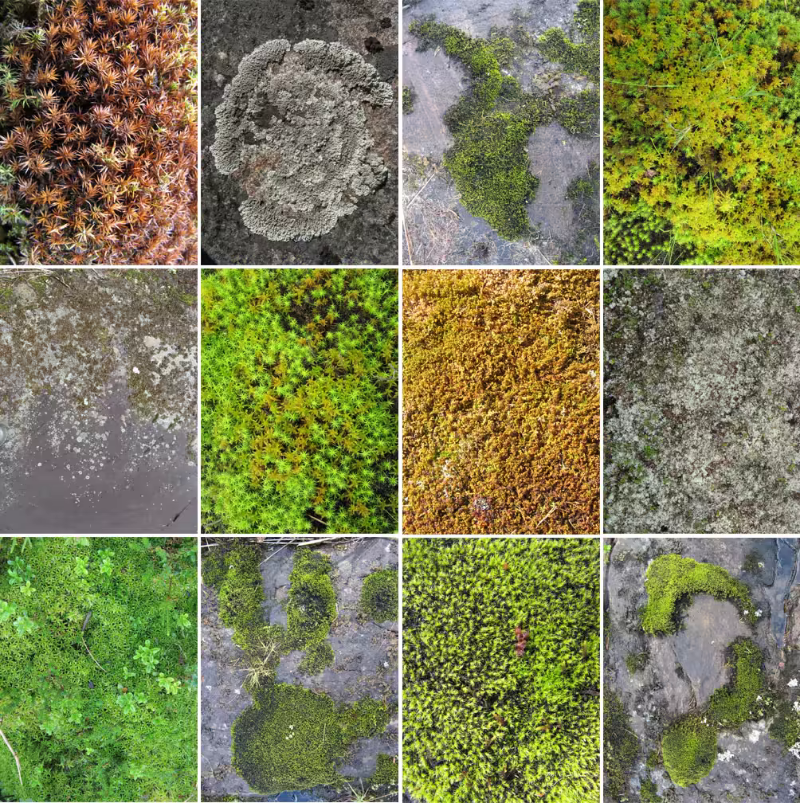 Moss & Lichen Textures Pack – (42 MB) Moss & Lichen Textures Pack – (42 MB)