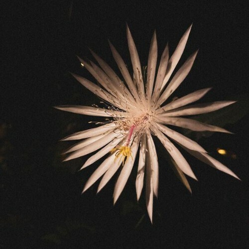 Miko — Petals And Marbles (2026)