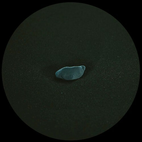  Divide & Oisel - Sezione Aurea (2025) 