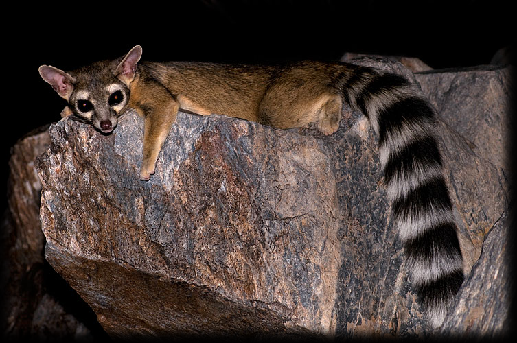 A ring-tailed cat.