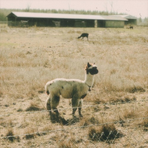  Adam Snebold - Alpacas and Fields (2025) 