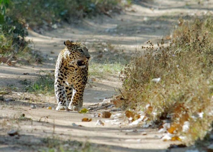 kumbhalgarh leopard