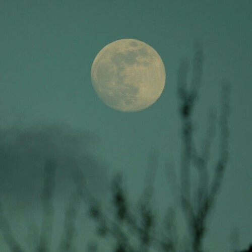  The Green Kingdom - Lunae (2026) 