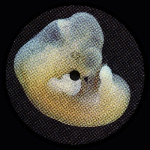  Bergqvist - Earth Creatures (2025) 