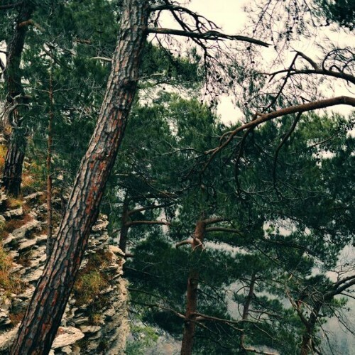  Eternal Meadows - The Trees Breathe Slowly (2026) 