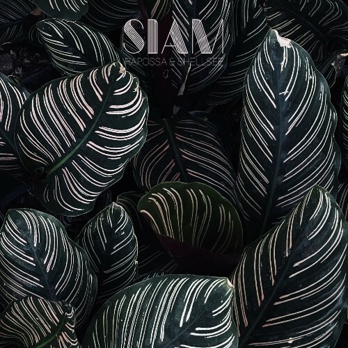  Rapossa & Shellsee - Siam (2026) 
