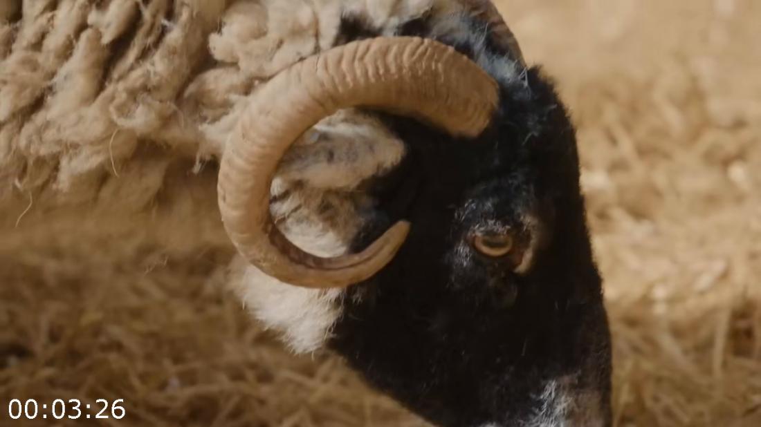 [Kép: ME18YYU9_o.png]