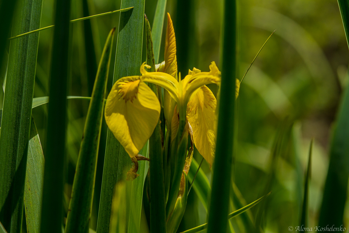 Ирис ложноаирный - Iris pseudacorus - אירוס ענף