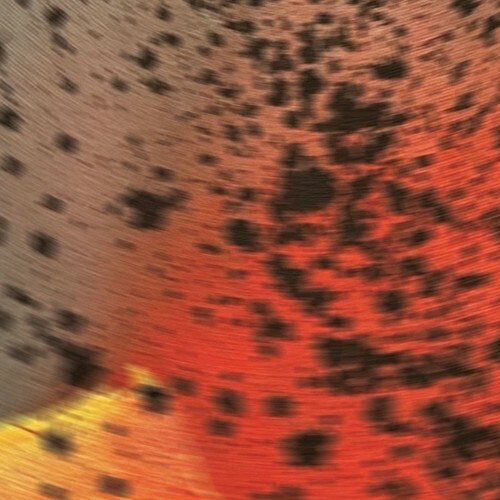  Sciahri - Pareidolia III (2025) 