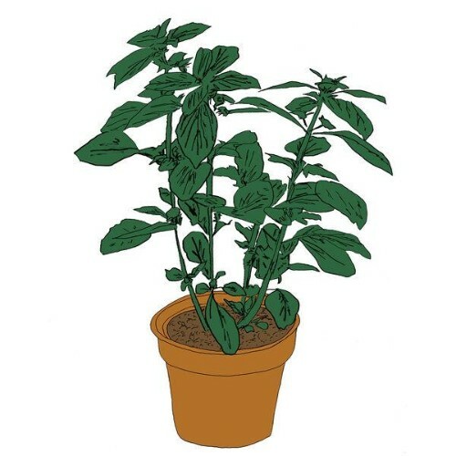 Salamanda — Music To Watch Seeds Grow By 008: Salamanda (Basil) (2026)