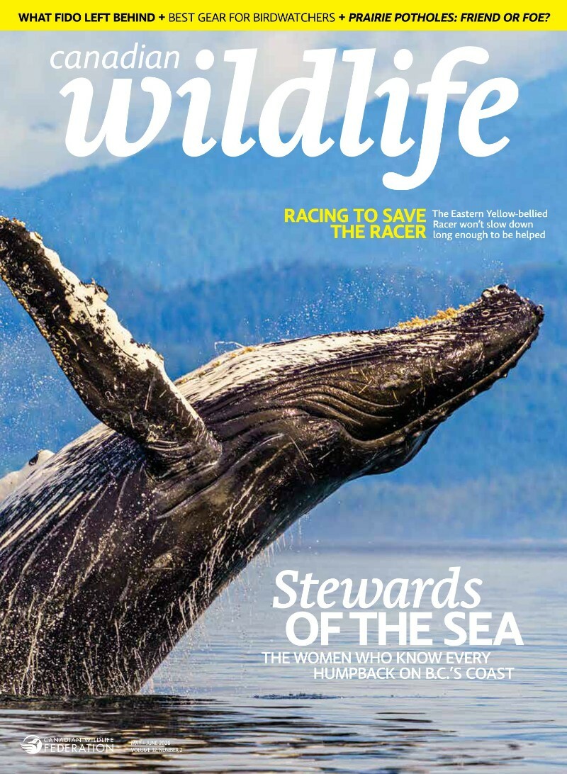 Canadian Wildlife May June 2026 (Tigha) Canadian Wildlife May June 2026 (Tigha)