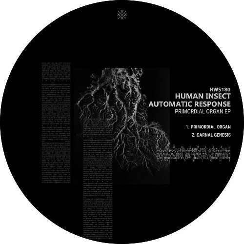  Human Insect & Automatic Response - Primordial Organ (2025) 