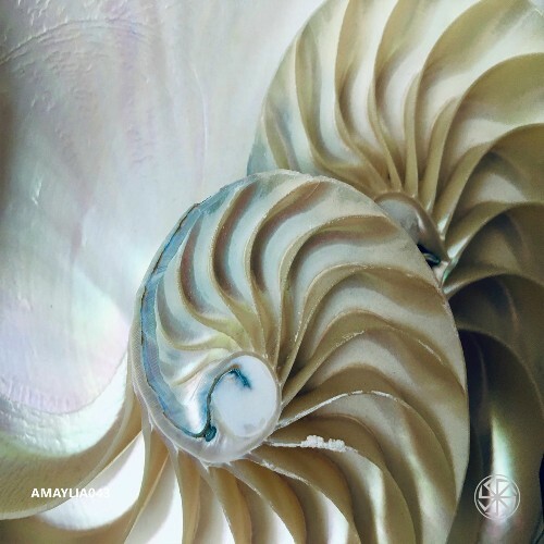 AMAYLIA - Amaylia043 (2025) AMAYLIA - Amaylia043 (2025)