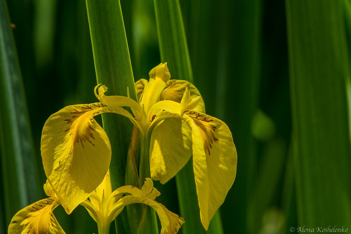 Ирис ложноаирный - Iris pseudacorus - אירוס ענף