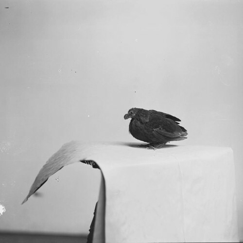  Maeksll - Cloakroom Queue (2026) 