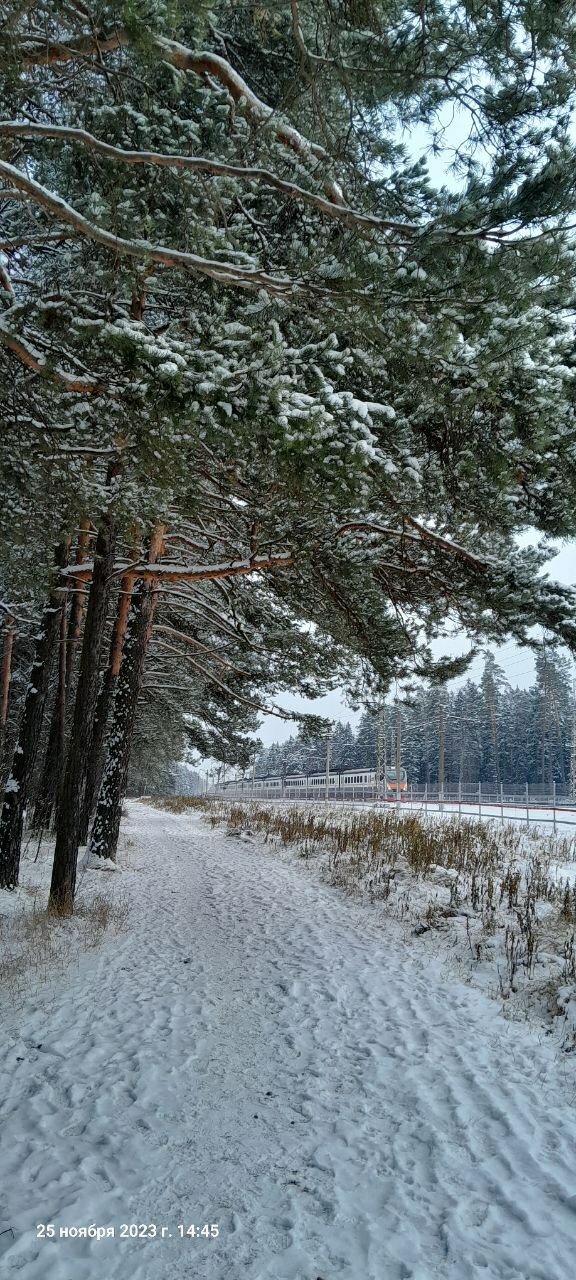 лес _2023-11-06_21-21-32.jpg