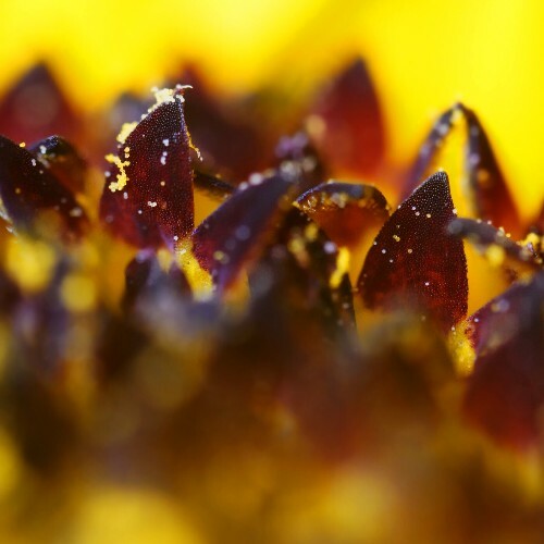  Not Operated - København (2026) 