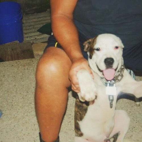 Bigg Dogg — Pups (2026)
