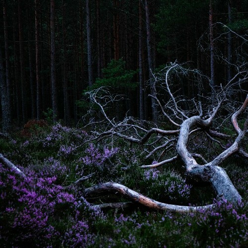  Aho Ssan amd Resina - Ego Death (2025) 