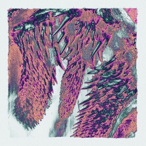  Throwing Snow - Canines (2026) 