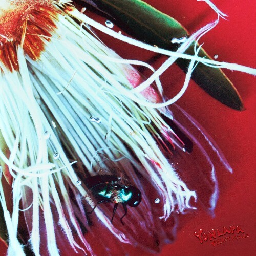  Yonlapa - Velvet Petals (2025) 