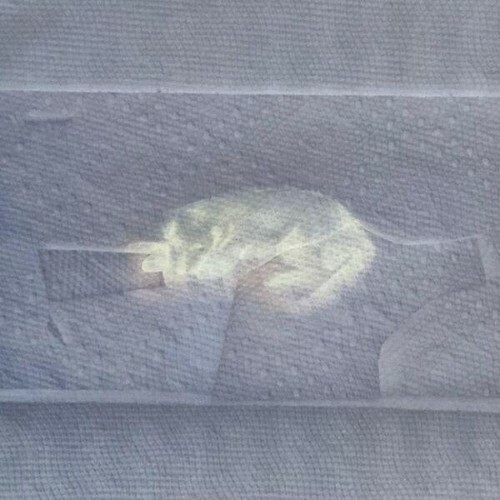  ZekeUltra, Savedher. - DOGS NEVER DIE (2026) 
