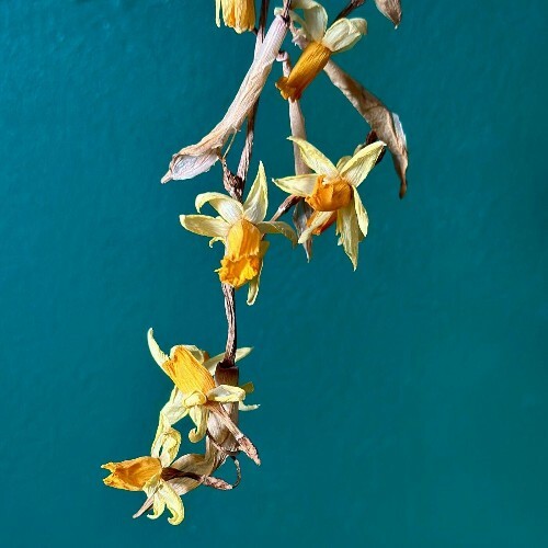  Nahash - Fleurs Mortes (2025) 