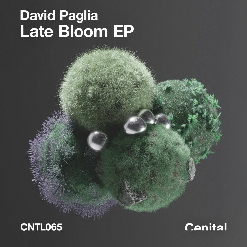 David Paglia - Late Bloom (2025) 