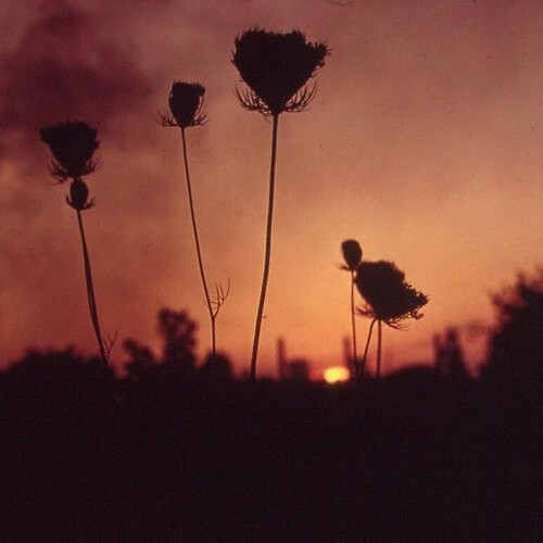  Barren Canyon - A Virulent Steam (2026) 